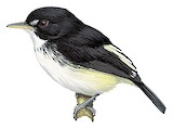 Black-and-white Tody-Flycatcher Illustration