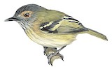 Buff-cheeked Tody-Flycatcher Illustration