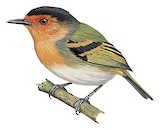 Ruddy Tody-Flycatcher Illustration