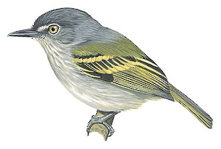 Poecilotriccus sylvia schulzi