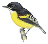 Black-backed Tody-Flycatcher Illustration