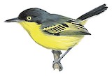 Common Tody-Flycatcher Illustration