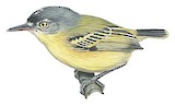 Maracaibo Tody-Flycatcher Illustration