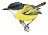 Black-headed Tody-Flycatcher Illustration