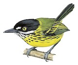 Painted Tody-Flycatcher Illustration