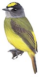 Ornate Flycatcher Illustration