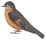 Cliff Flycatcher Illustration