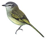 Venezuelan Tyrannulet Illustration