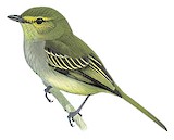 Golden-faced Tyrannulet Illustration