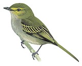 Choco Tyrannulet Illustration