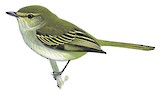 Peruvian Tyrannulet Illustration