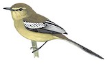 Bahia Wagtail-Tyrant Illustration