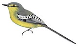 Greater Wagtail-Tyrant Illustration