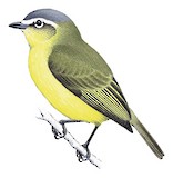 Yellow-bellied Tyrannulet Illustration