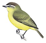 Brown-capped Tyrannulet Illustration