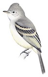 Northern Beardless Tyrannulet Illustration