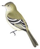 Plain-crested Elaenia Illustration