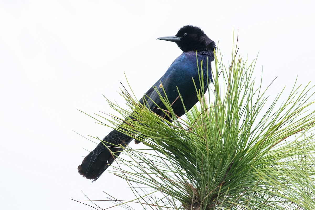 Boat-tailed Grackle - ML153033411