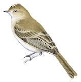 Chilean Elaenia Illustration