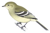 Mountain Elaenia Illustration