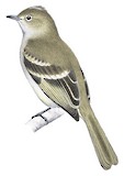 Caribbean Elaenia Illustration