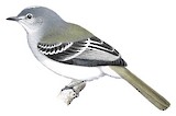 Grey-headed Elaenia Illustration