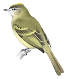 Yellow-crowned Elaenia Illustration