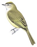 Jamaican Elaenia Illustration