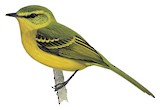 Yellow Tyrannulet Illustration