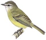 Yungas Tyrannulet Illustration