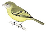 Rough-legged Tyrannulet Illustration