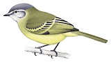 Plumbeous-crowned Tyrannulet Illustration