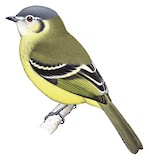 Ashy-headed Tyrannulet Illustration