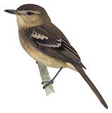 Cocos Flycatcher Illustration