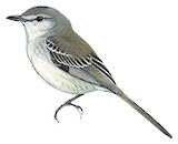 Grey-and-white Tyrannulet Illustration