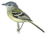 Buff-banded Tyrannulet Illustration