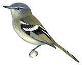 White-banded Tyrannulet Illustration