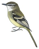 White-throated Tyrannulet Illustration