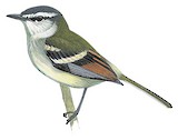 Rufous-winged Tyrannulet Illustration