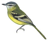 Sulphur-bellied Tyrannulet Illustration