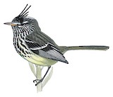 Yellow-billed Tit-Tyrant Illustration