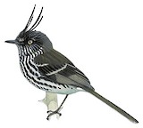 Juan Fernandez Tit-Tyrant Illustration