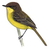 Warbling Doradito Illustration