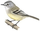 Straneck's Tyrannulet Illustration