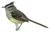 Agile Tit-Tyrant Illustration