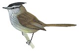 Unstreaked Tit-Tyrant Illustration