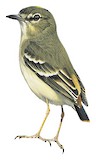 Short-tailed Field Tyrant Illustration