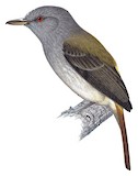 Bright-rumped Attila Illustration