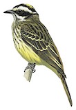 Piratic Flycatcher Illustration