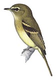 Large-headed Flatbill Illustration